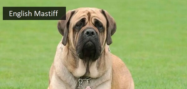 English Mastiff (552- 556 PSI)