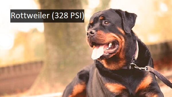 Rottweiler (328 PSI)