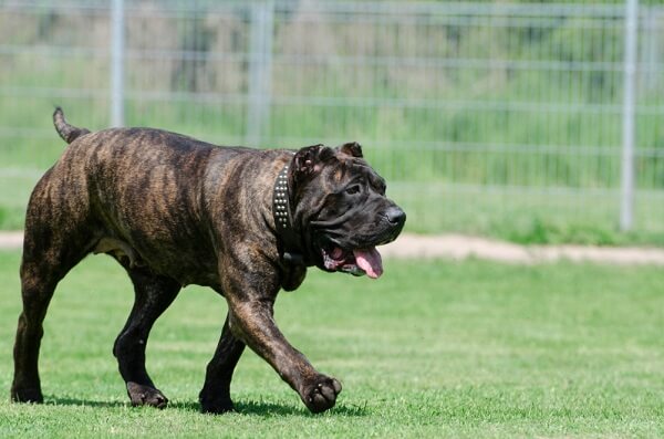 mastiff