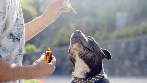 CBD oil for dog