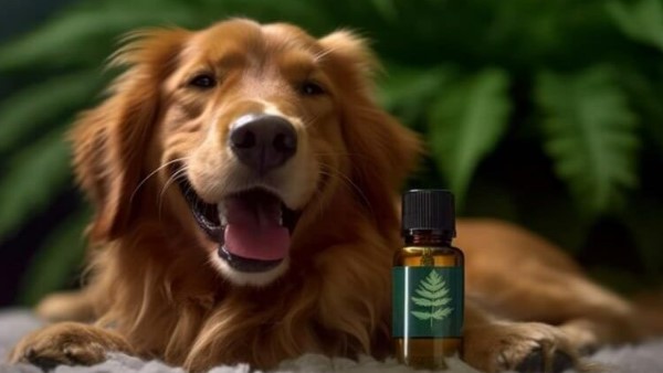 CBD for dog