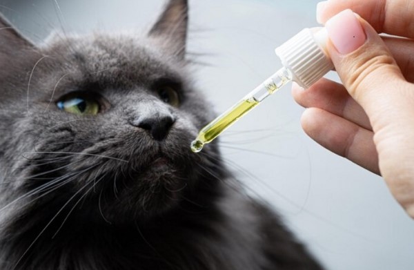 Cat take cbd oil