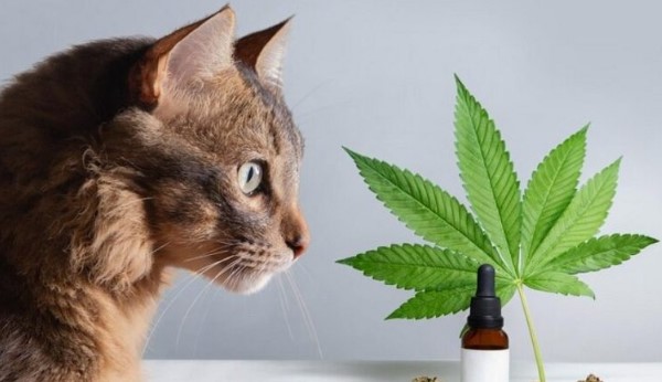 cbd leaf in front of cat